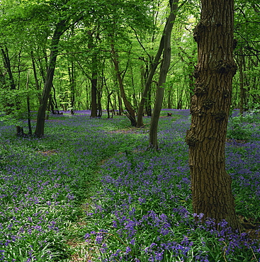 Bluebells in an ancient wood in spring time in the Essex countryside, England, United Kingdom, Europe