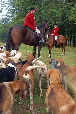 Fox hunting, Essex, England, United Kingdom, Europe