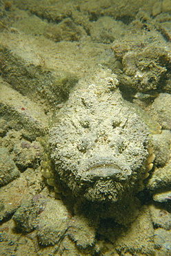 Camouflaged stonefish (Synanceia Verrucosa), Red Sea, Sudan, Africa