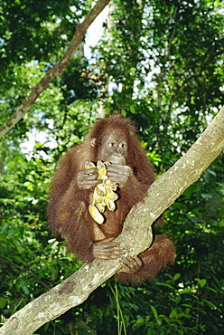 Orangutan (Pongo pygmaeus) sits in a tree eating bananas, Sepilok Sanctuary, Sandakan, Sabah, Borneo, Malaysia, Asia