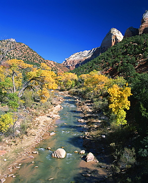 Cottonwood trees in golden fall colours along the banks of the Virgin River, the Mountain of the Sun in the background, in the Zion National Park, Utah, United States of America, North America