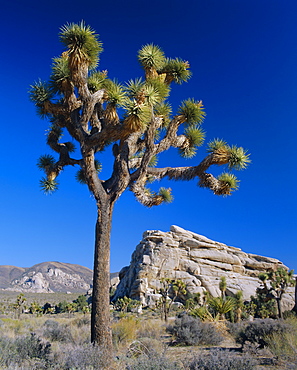 Joshua tree, Joshua Tree National Park, California, USA