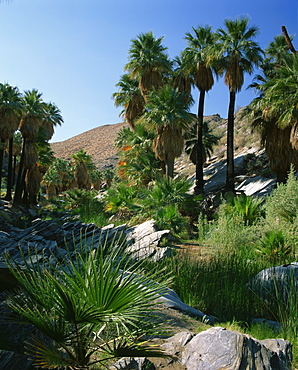 Lush vegetation including palm trees on the banks of a creek in Palm Canyon, Palm Springs, California, United States of America, North America