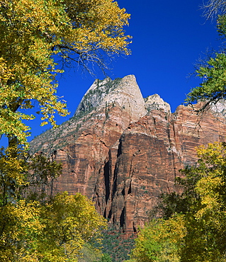 Cottonwood trees in golden fall colours frame rocky peaks of the Cathedral Group, in the Zion National Park, in Utah, United States of America, North America