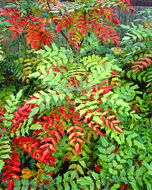 Mahonia Japonica, Autumn foliage