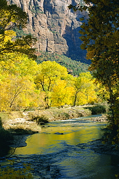 Golden cottonwood trees on banks of the Virgin River, Zion National Park, Utah, United States of America (U.S.A.), North America