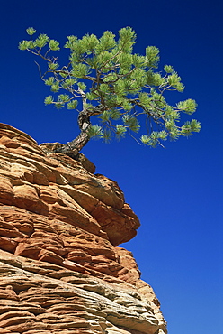 Solitary ponderosa pine on top of a sandstone outcrop in the Zion National Park, in Utah, United States of America, North America