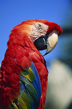 Scarlet Macaw, Seaworld, San Diego, California, United States of America, North America