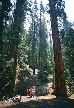 Visitors in the Giant Forest, Sequoia National Park, California, United States of America (U.S.A.), North America