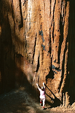 Figure shows scale of the trunk of giant sequoia tree in the Giant Forest, Sequoia National Park, California, United States of America (U.S.A.), North America