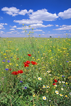 Field of wild flowers, near Utande, Guadalajara, Castilla-La Mancha, Spain, Europe