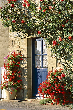 Exterior of a blue door surrounded by red flowers, roses and geraniums, St. Cado, Morbihan, Brittany, France, Europe