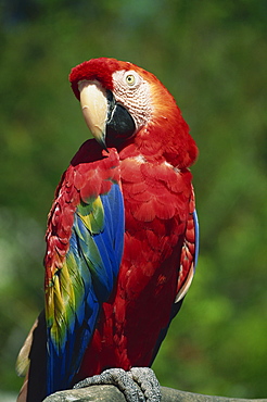 Scarlet Macaw, Seaworld, San Diego, California, United States of America, North America