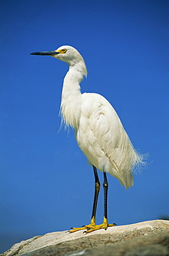 Snowy egret (Egretta thula), California, United States of America, North America