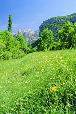 Field of spring flowers, near Torla, Huesca (Pyrennes), Aragon, Spain, Europe