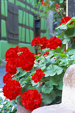 Geranium flowers, green timbered house in background, Riquewihr, Haut-Rhin, Alsace, France