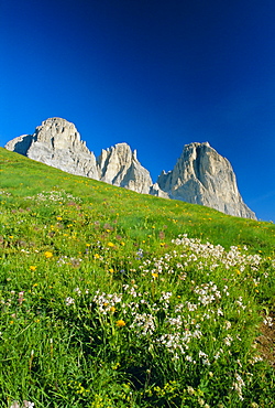 Willd flowers and view to the Sasso Lungo (Langkofel), Dolomites, Trentinto-Alto Adige, Italy, Europe