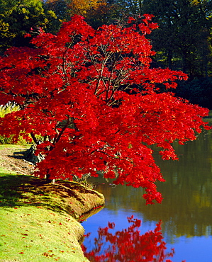 Brilliant red Acer Palmatum Cripsii in autumn, Sheffield Park Gardens, East Sussex, England