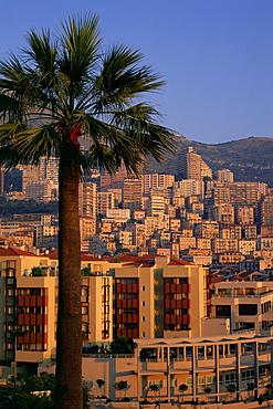 High rise buildings at sunrise, palm tree in foreground, La Condamine, Monaco, Europe