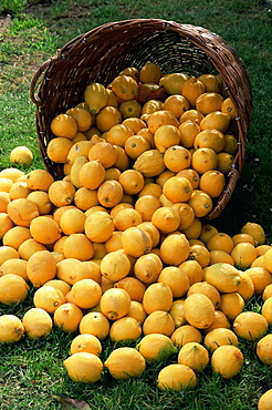 Lemons spilling from a basket, Lemon Festival, Menton, Alpes Maritimes, Cote d'Azur, Provence, France, Europe