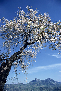 Almond tree in spring blossom, Zahara de la Sierra, Andalucia, Spain, Europe