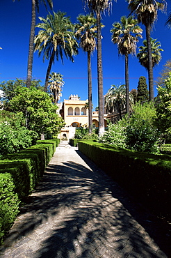 The gardens of the Reales Alcazares (Alcazar), Seville, Andalucia (Andalusia), Spain, Europe