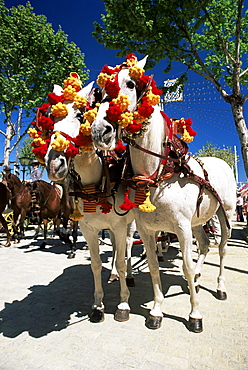 Pair of colourfully decorated horses, Feria de Abril (April Fair), Seville, Andalucia (Andalusia), Spain, Europe