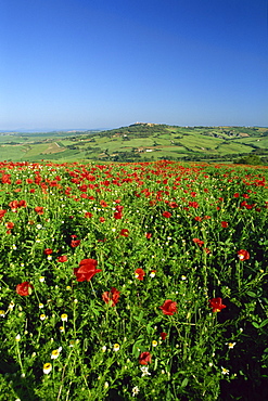 View across field of poppies to hilltop village above Val d'Orcia, Pienza, Tuscany, Italy, Europe