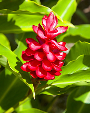 Red ginger (Alpinia purpurata) at the Jardin du Roi spice garden near Anse Royale, Anse Royale district, Island of Mahe, Seychelles, Africa