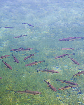 Trout swimming in the clear waters of Gradinsko Lake, Plitvice Lakes National Park(Plitvicka Jezera), Lika-Senj, Croatia, Europe