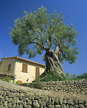 Old olive tree in the garden of a village house in Deya, Majorca, Balearic Islands, Spain, Europe