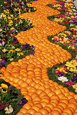 Carpet of oranges and flowers, Lemon Festival, Menton, Alpes Maritimes, Cote d'Azur, Provence, France, Europe