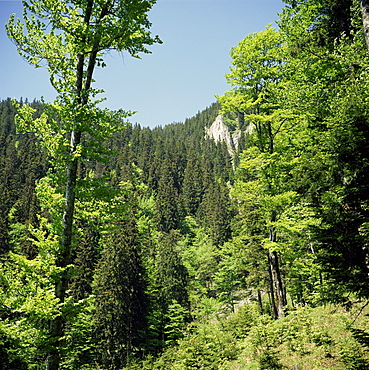 Descent from Poiana Brasov resort, Carpathian Mountains, Transylvania, Romania, Europe