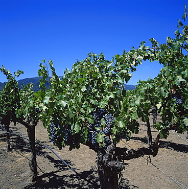 Close-up of vines with black grapes at the Robert Mondavi Vineyards, a leading Napa Valley wine producer, Oakville, California, United States of America, North America