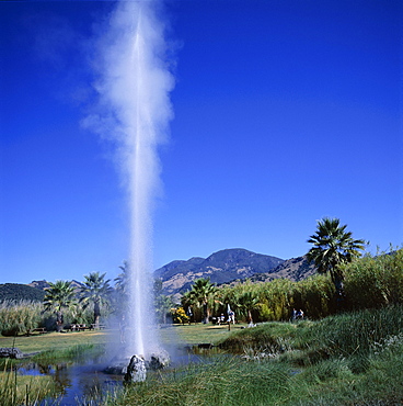 Old Faithful Geyser, erupts 60ft every 30 minutes, with pressure of 1000lbs per square foot, Napa Valley, California, United States of America (USA), North America