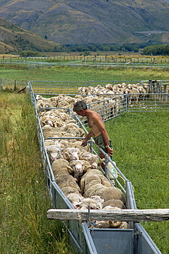 Sheep drenching, central Otago, South Island, New Zealand, Pacific