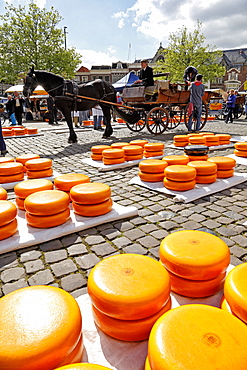 Cheese Market in Gouda, South Holland, Netherlands, Europe