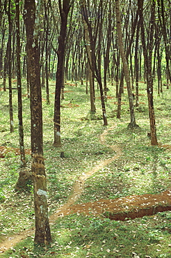 Rubber trees, Karnataka state, India, Asia