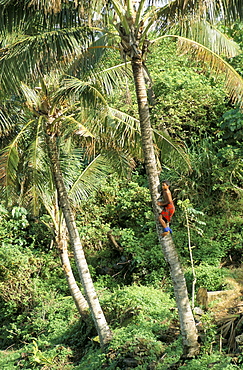 Boy climbing coconut palm, Lalomanu Beach, Upolu Island, Western Samoa, Pacific