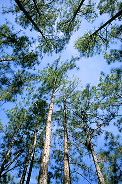 Pines and sky, Mountain Pine Ridge, Belize, Cental America