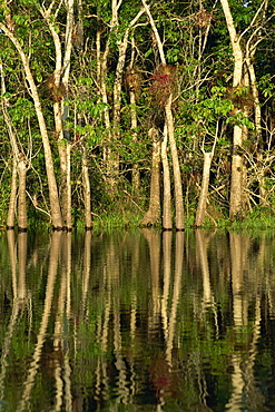 Reflections of bullet trees in the water of New River at Orange Walk in Belize, Central America