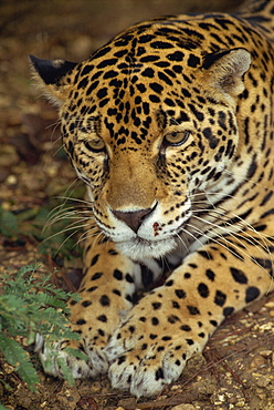 Jaguar, Belize, Central America