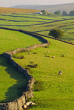 Stonewalls and sheep, near Ribblehead, Yorkshire, England, UK, Europe