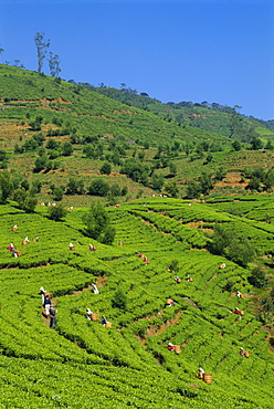 Tea pickers at work, Pedro Estate, Nuwara Eliya, Sri Lanka, Asia