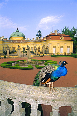 Peacock in the gardens of Buchlovice Chateau, 18th c., Czech Republic, Europe