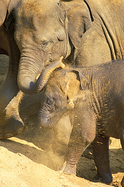 Elephants spraying sand on each other, Pinnewala, Sri Lanka, Asia