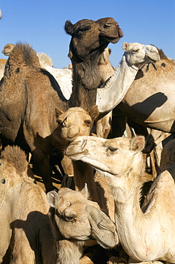 Camels for sale, camel market, Friday market, Cairo, Egypt, North Africa, Africa