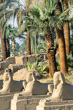 Avenue of the sphinxes, Temple of Luxor, UNESCO World Heritage Site, Luxor, Egypt, North Africa, Africa