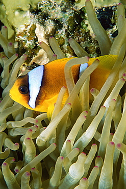 Close-up of clown fish and sea anemones, off Sharm el-Sheikh, Sinai, Red Sea, Egypt, North Africa, Africa