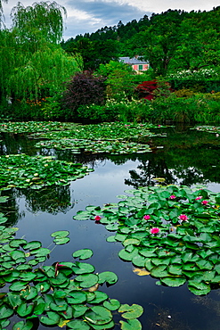 Waterlies in front of Monet's house, Giverny, Normandy, France, Europe